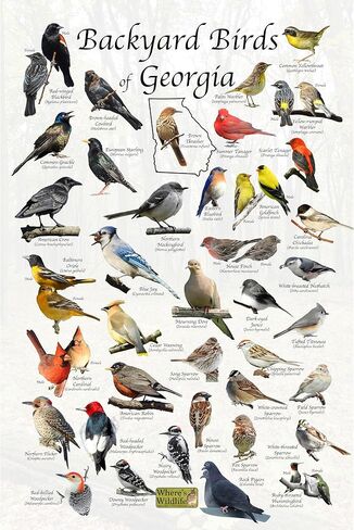 Where's Wildlife Backyard Birds of Georgia - Laminated Bird Identification Poster Chart (24" x 36") in Saudi Arabia