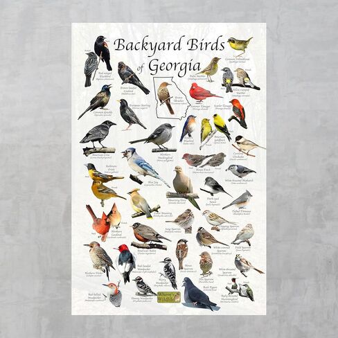 Where's Wildlife Backyard Birds of Georgia - Laminated Bird Identification Poster Chart (24" x 36") in Saudi Arabia