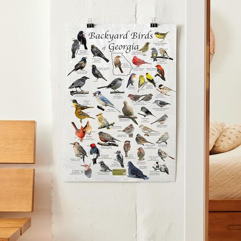 Where's Wildlife Backyard Birds of Georgia - Laminated Bird Identification Poster Chart (24" x 36") in Saudi Arabia