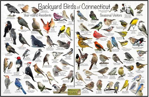Where's Wildlife Backyard Birds of Connecticut - Laminated Poster - Horizontal Bird Identification Chart (24" x 36") in Saudi Arabia