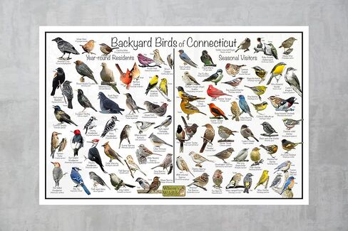 Where's Wildlife Backyard Birds of Connecticut - Laminated Poster - Horizontal Bird Identification Chart (24" x 36") in Saudi Arabia