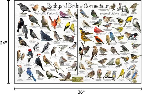 Where's Wildlife Backyard Birds of Connecticut - Laminated Poster - Horizontal Bird Identification Chart (24" x 36") in Saudi Arabia