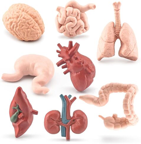 2 Inch 8PCS Human Body Model for Kids Mini Fake Body Parts Sets Human Anatomy Model Anatomy and Physiology Good Tools Students Sciences Learning Kit for Boys Girls Kids in Saudi Arabia