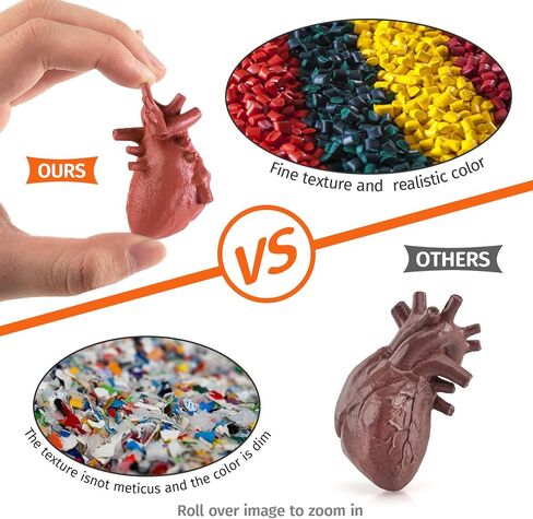 2 Inch 8PCS Human Body Model for Kids Mini Fake Body Parts Sets Human Anatomy Model Anatomy and Physiology Good Tools Students Sciences Learning Kit for Boys Girls Kids in Saudi Arabia