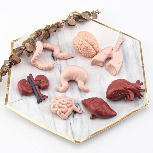 2 Inch 8PCS Human Body Model for Kids Mini Fake Body Parts Sets Human Anatomy Model Anatomy and Physiology Good Tools Students Sciences Learning Kit for Boys Girls Kids in Saudi Arabia