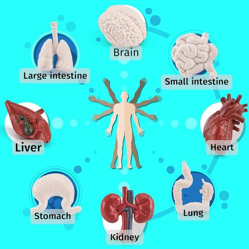 2 Inch 8PCS Human Body Model for Kids Mini Fake Body Parts Sets Human Anatomy Model Anatomy and Physiology Good Tools Students Sciences Learning Kit for Boys Girls Kids in Saudi Arabia