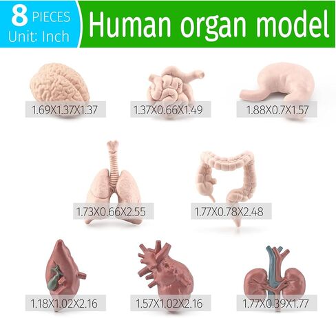 2 Inch 8PCS Human Body Model for Kids Mini Fake Body Parts Sets Human Anatomy Model Anatomy and Physiology Good Tools Students Sciences Learning Kit for Boys Girls Kids in Saudi Arabia