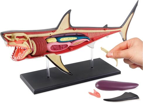 Discovery™ 4D Shark Anatomy Kit| Interactive Model Building Set with Display Stand| STEM Biology Science Kit| Fun Activity Puzzle| Ocean Sea Creature Figurine| Educational Learning Toy| Ages 6+ in Saudi Arabia