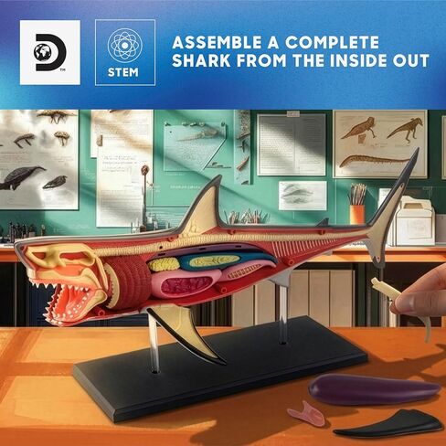 Discovery™ 4D Shark Anatomy Kit| Interactive Model Building Set with Display Stand| STEM Biology Science Kit| Fun Activity Puzzle| Ocean Sea Creature Figurine| Educational Learning Toy| Ages 6+ in Saudi Arabia