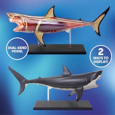 Discovery™ 4D Shark Anatomy Kit| Interactive Model Building Set with Display Stand| STEM Biology Science Kit| Fun Activity Puzzle| Ocean Sea Creature Figurine| Educational Learning Toy| Ages 6+ in Saudi Arabia