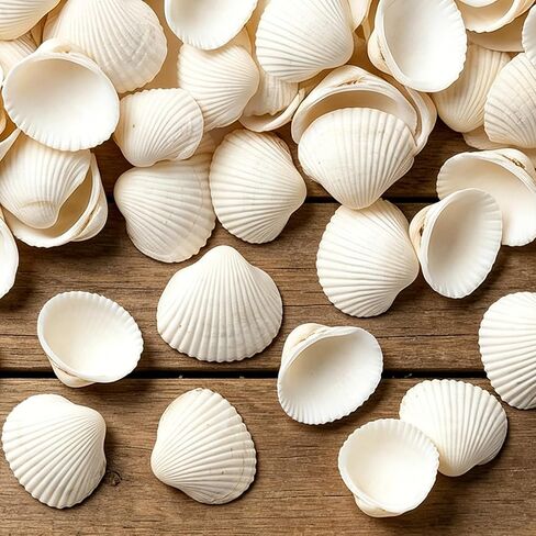 90 pcs قذائف البحر البيضاء - 0.8-1.2 في قذائف البطلينوس الصغيرة للحرف الصوفية الصغيرة بشكل كبير لتزيين مزهرية شاطئ زهرية حشو خزان الأسماك in Kuwait