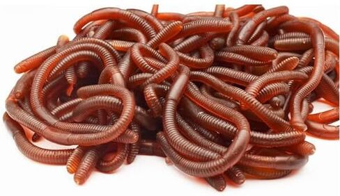 30 Pcs 7.1inch Fake Earthworm Soft Stretchy Rubber Earthworm Lifelike Worm for Halloween Pranks, April Fools Tricks, Party Decorations, Photography Props in Saudi Arabia