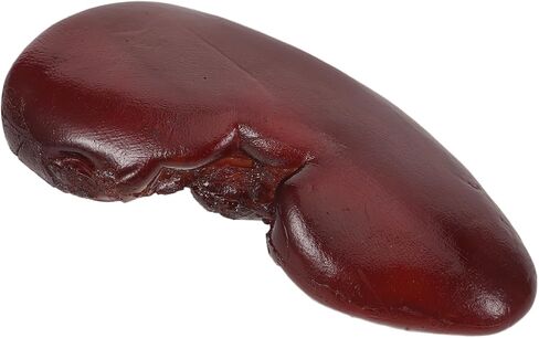 Yardwe Realistic Kidney Prop for Halloween Decorations and Cosplay Accessories, Lightweight Fake Organ Prop for Haunted House and Party Photo Shoots in Kuwait