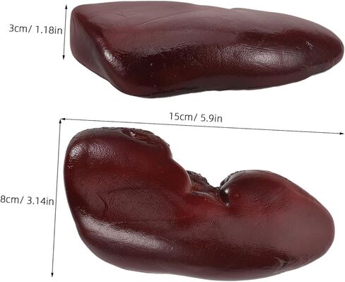 Yardwe Realistic Kidney Prop for Halloween Decorations and Cosplay Accessories, Lightweight Fake Organ Prop for Haunted House and Party Photo Shoots in Kuwait