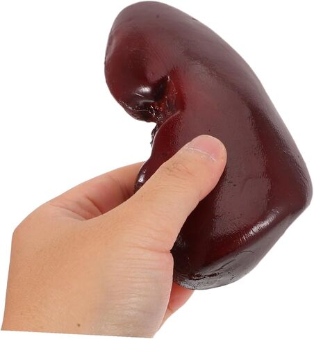Yardwe Realistic Kidney Prop for Halloween Decorations and Cosplay Accessories, Lightweight Fake Organ Prop for Haunted House and Party Photo Shoots in Kuwait
