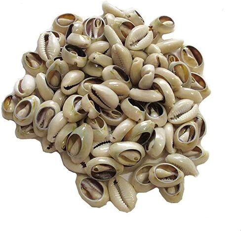 100 Pcs White and Lvory Natural Cowrie Shells Beads Oval Beach Seashells African for Hair Jewelry Making sea Shells for Crafting, DIY Craft Beads and Jewelry Making, Decorations in Saudi Arabia