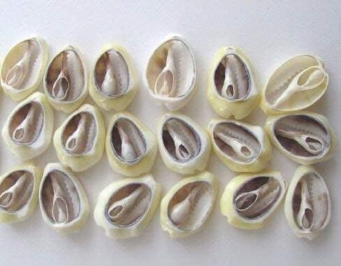 100 Pcs White and Lvory Natural Cowrie Shells Beads Oval Beach Seashells African for Hair Jewelry Making sea Shells for Crafting, DIY Craft Beads and Jewelry Making, Decorations in Saudi Arabia