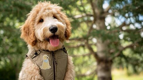 3'' Goldendoodle Dog Blue Bandana Puppy Embroidered Iron on Patch in Kuwait