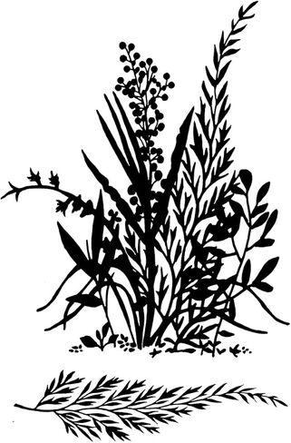 Woodware Stamp, 3.5 by 5.5-Inch, Ferns in Saudi Arabia