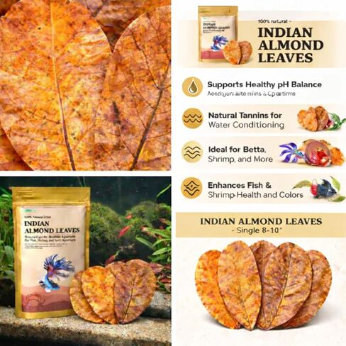 Premium Indian Almond Leave. Catappa Leaves Rich in Tannin. Awsome Aquarium Decorations (Large). 50 Leaves 10-12 inchs. in Saudi Arabia