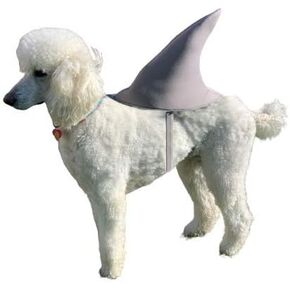 Rasta Imposta Great White Shark Fin Dog Halloween Costume, Fits Most Larger Breed Dogs XL in Kuwait