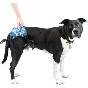 حزام Walkin' Buddy Up الخلفي للكلاب، دعم الأرجل الخلفية للكلاب، متوسط، 45-65 رطل، محيط البطن 22-26 بوصة - صبغة زرقاء