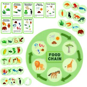 Life Cycle Toys for Kids-Food Chain & Food Web Science Education Toys - Montessori Animal Life Cycle Learning Toys for Toddlers-Preschool Classroom Must-Have Science Kits for Kids in Kuwait