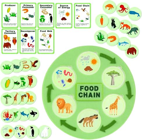 Life Cycle Toys for Kids-Food Chain & Food Web Science Education Toys - Montessori Animal Life Cycle Learning Toys for Toddlers-Preschool Classroom Must-Have Science Kits for Kids in Kuwait
