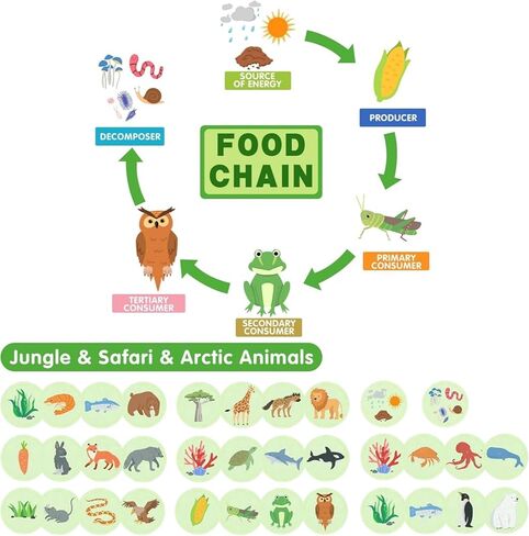 Life Cycle Toys for Kids-Food Chain & Food Web Science Education Toys - Montessori Animal Life Cycle Learning Toys for Toddlers-Preschool Classroom Must-Have Science Kits for Kids in Kuwait
