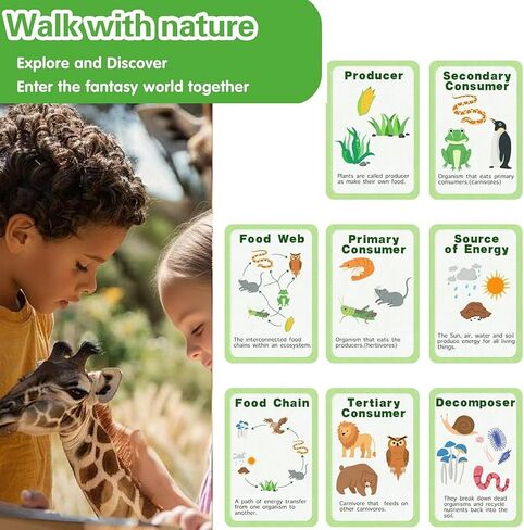 Life Cycle Toys for Kids-Food Chain & Food Web Science Education Toys - Montessori Animal Life Cycle Learning Toys for Toddlers-Preschool Classroom Must-Have Science Kits for Kids in Kuwait