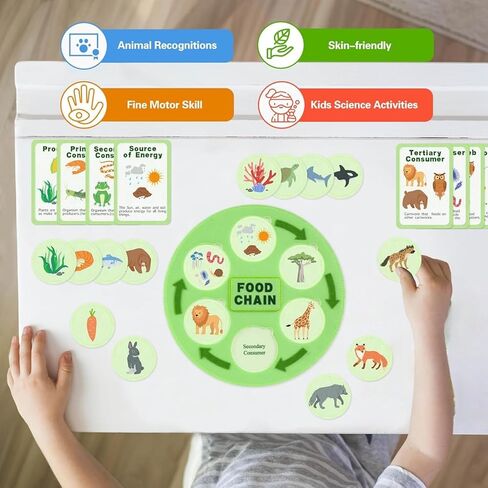 Life Cycle Toys for Kids-Food Chain & Food Web Science Education Toys - Montessori Animal Life Cycle Learning Toys for Toddlers-Preschool Classroom Must-Have Science Kits for Kids in Kuwait