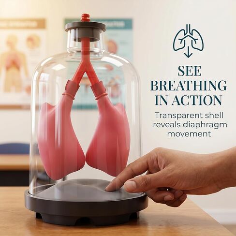 Luocute Lung Breathing Demonstration Model, Diaphragm Movement Simulator with Transparent Shells for Classroom Science Teaching and Respiratory Mechanics Shows Lung Diaphragm in Kuwait