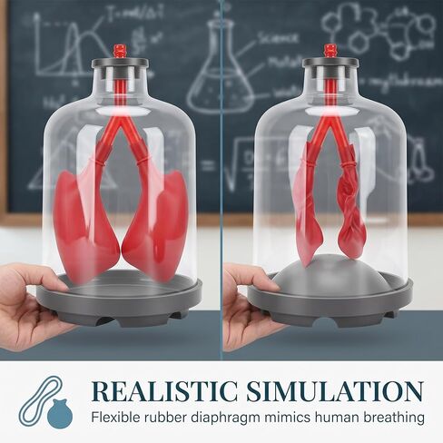 Luocute Lung Breathing Demonstration Model, Diaphragm Movement Simulator with Transparent Shells for Classroom Science Teaching and Respiratory Mechanics Shows Lung Diaphragm in Kuwait