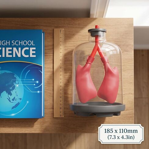 Luocute Lung Breathing Demonstration Model, Diaphragm Movement Simulator with Transparent Shells for Classroom Science Teaching and Respiratory Mechanics Shows Lung Diaphragm in Kuwait