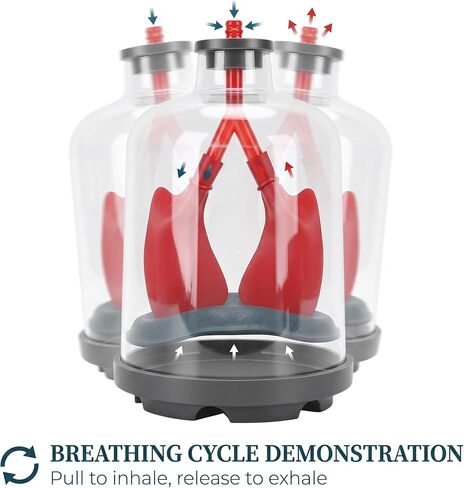 Luocute Lung Breathing Demonstration Model, Diaphragm Movement Simulator with Transparent Shells for Classroom Science Teaching and Respiratory Mechanics Shows Lung Diaphragm in Kuwait