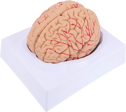 Disassembled Anatomical Human Brain Model - 8-Part Medical Teaching Tool for Brain Anatomy Study, Kids Learning & Science Classroom, Realistic Human Body Puzzle for Students and Doctors in Saudi Arabia