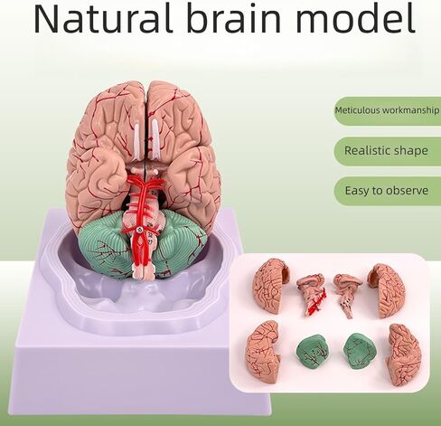 Disassembled Anatomical Human Brain Model - 8-Part Medical Teaching Tool for Brain Anatomy Study, Kids Learning & Science Classroom, Realistic Human Body Puzzle for Students and Doctors in Saudi Arabia