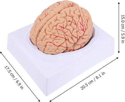 Disassembled Anatomical Human Brain Model - 8-Part Medical Teaching Tool for Brain Anatomy Study, Kids Learning & Science Classroom, Realistic Human Body Puzzle for Students and Doctors in Saudi Arabia