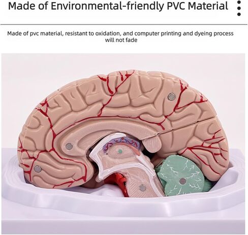 Disassembled Anatomical Human Brain Model - 8-Part Medical Teaching Tool for Brain Anatomy Study, Kids Learning & Science Classroom, Realistic Human Body Puzzle for Students and Doctors in Saudi Arabia
