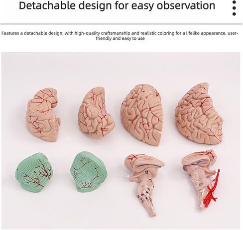 Disassembled Anatomical Human Brain Model - 8-Part Medical Teaching Tool for Brain Anatomy Study, Kids Learning & Science Classroom, Realistic Human Body Puzzle for Students and Doctors in Saudi Arabia