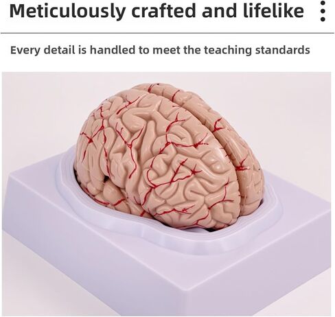 Disassembled Anatomical Human Brain Model - 8-Part Medical Teaching Tool for Brain Anatomy Study, Kids Learning & Science Classroom, Realistic Human Body Puzzle for Students and Doctors in Saudi Arabia