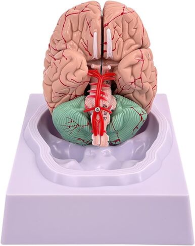 Disassembled Anatomical Human Brain Model - 8-Part Medical Teaching Tool for Brain Anatomy Study, Kids Learning & Science Classroom, Realistic Human Body Puzzle for Students and Doctors in Saudi Arabia