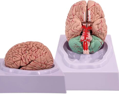 Disassembled Anatomical Human Brain Model - 8-Part Medical Teaching Tool for Brain Anatomy Study, Kids Learning & Science Classroom, Realistic Human Body Puzzle for Students and Doctors in Saudi Arabia