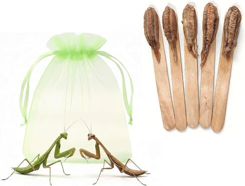 Carolina Praying Mantis Egg Case on a Wooden Stick Attached,with Outdoor Hatching Bag(Five Carolina Praying Mantis Eggs) –Includes 50-200 Nymphs | Perfect for STEM Education, Eco-Friendly Garden in Kuwait