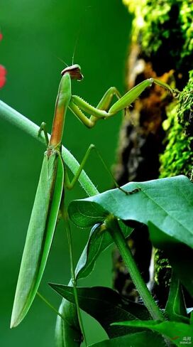 Carolina Praying Mantis Egg Case on a Wooden Stick Attached,with Outdoor Hatching Bag(Five Carolina Praying Mantis Eggs) –Includes 50-200 Nymphs | Perfect for STEM Education, Eco-Friendly Garden in Kuwait
