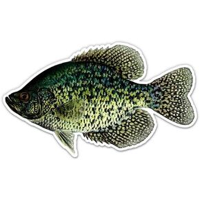 Black Crappie Sticker - for Water Bottle Car Tumbler Laptop - Fishing Illustration Art Decal - Waterproof Vinyl - 5" in Kuwait