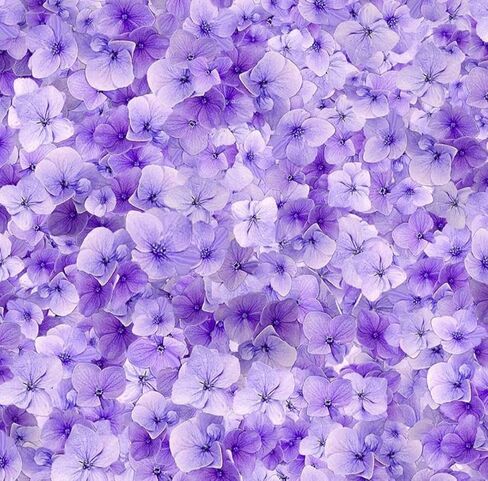 Timeless Treasures Garden Delight Purple Packed Lilac Flower Cotton Fabric by The Yard in Saudi Arabia