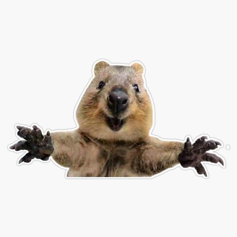 Happy Quokka Welcoming Hug Vinyl Decal Bumper Sticker 5" in Saudi Arabia