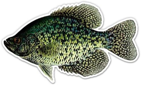 ملصق Crappie أسود - لجهاز الكمبيوتر المحمول زجاجة المياه في السيارة - ملصق فني توضيحي لصيد الأسماك - فينيل مقاوم للماء - 5 بوصة in Kuwait