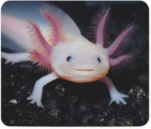 CafePress Axolotl Mousepad Non-Slip Rubber Gaming Mousepad in Saudi Arabia